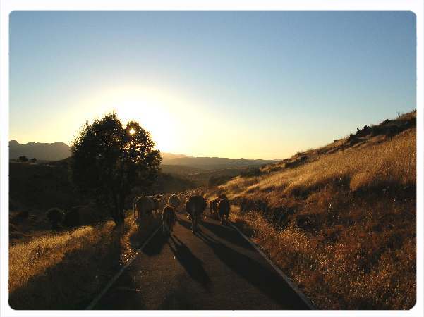 Camino de Vacas 